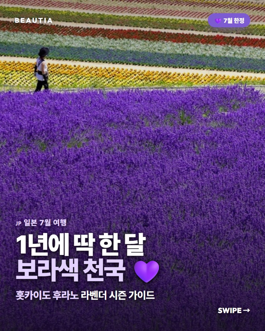 일본에 1년에 딱 한 달만 열리는 '보라색 천국' 💜 (홋카이도 후라노 라벤더 시즌) 사진