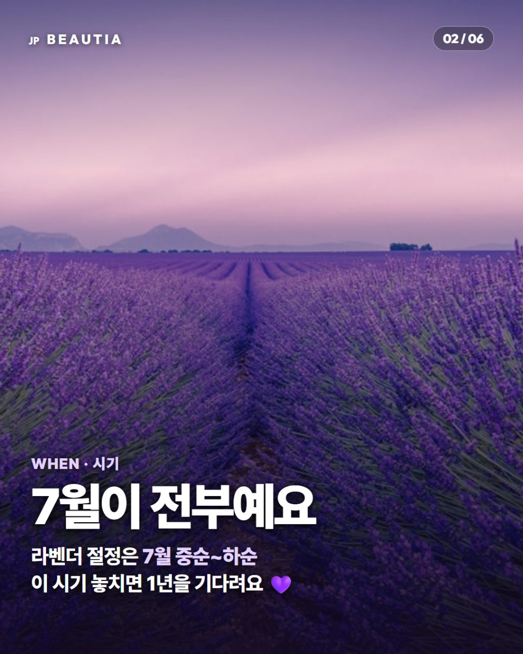 일본에 1년에 딱 한 달만 열리는 '보라색 천국' 💜 (홋카이도 후라노 라벤더 시즌) 사진