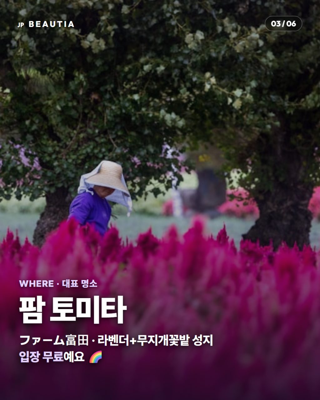 일본에 1년에 딱 한 달만 열리는 '보라색 천국' 💜 (홋카이도 후라노 라벤더 시즌) 사진